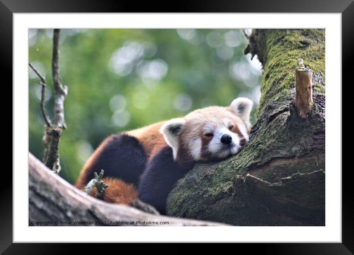 A red panda resting on a branch  Framed Mounted Print by Peter Wiseman
