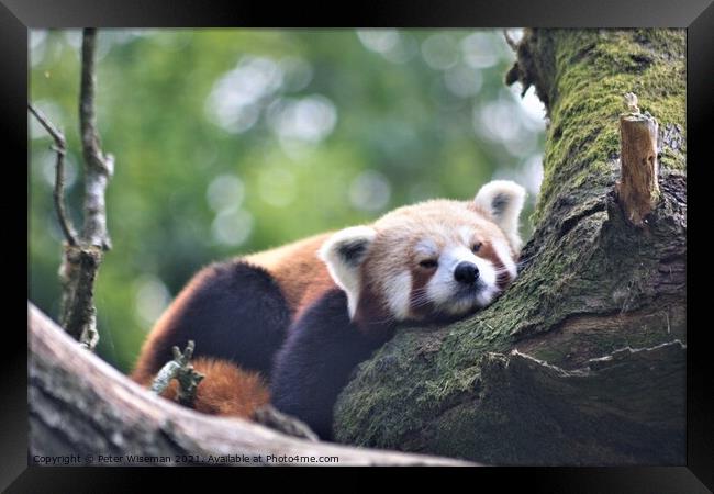 A red panda resting on a branch  Framed Print by Peter Wiseman
