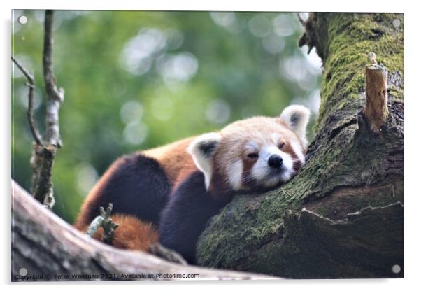 A red panda resting on a branch  Acrylic by Peter Wiseman