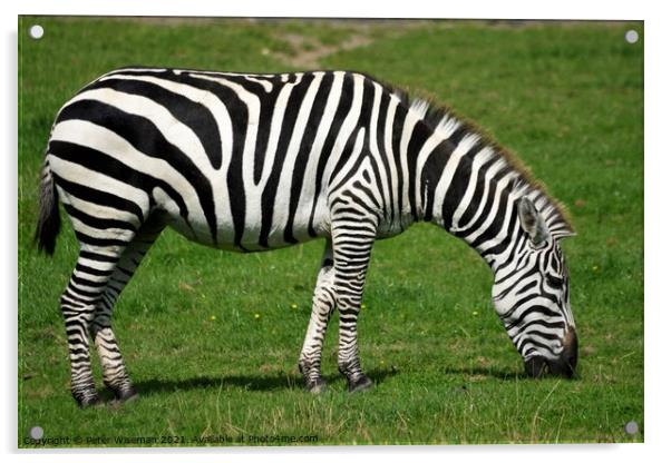 Grant's zebra Acrylic by Peter Wiseman