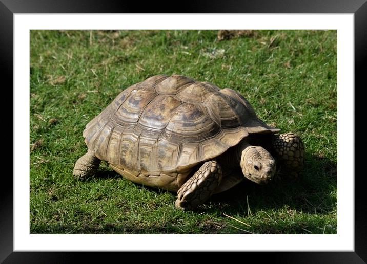 Tortoise Framed Mounted Print by Peter Wiseman