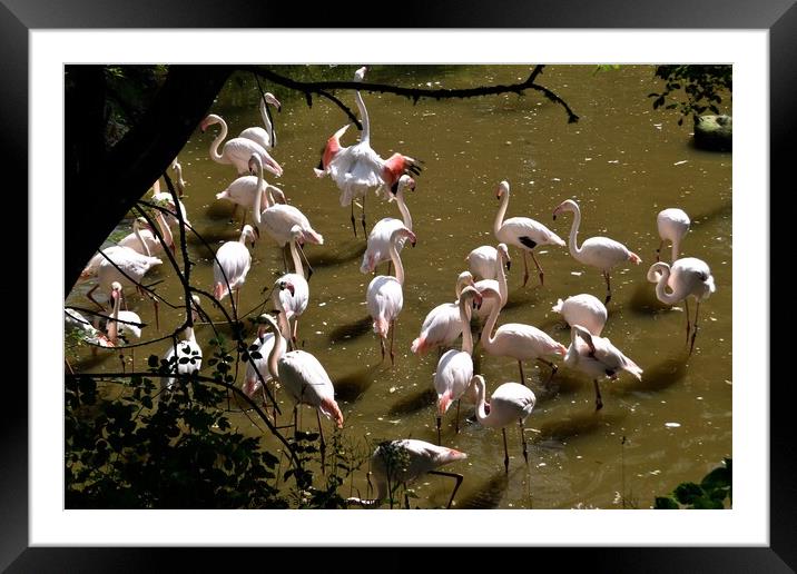 Greater flamingos Framed Mounted Print by Peter Wiseman