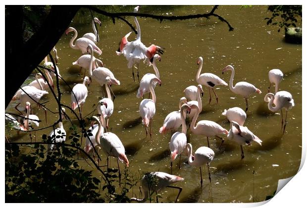 Greater flamingos Print by Peter Wiseman