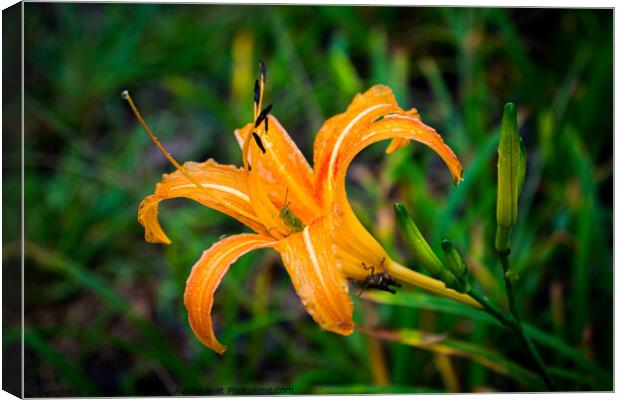 Two grasshoppers on orange daylily Canvas Print by Adelaide Lin