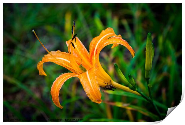 Two grasshoppers on orange daylily Print by Adelaide Lin