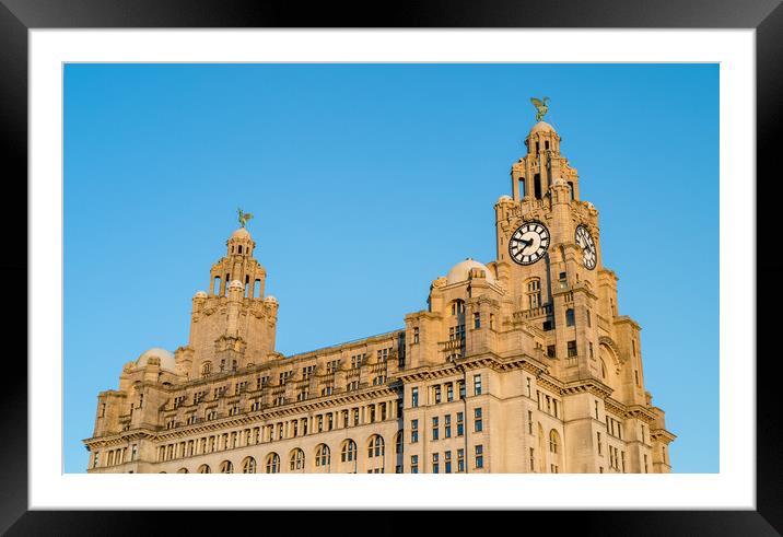 Royal Liver Building against a blue sky Framed Mounted Print by Jason Wells