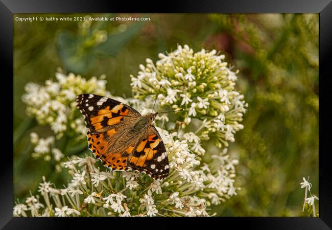 painted lady butterfly Framed Print by kathy white