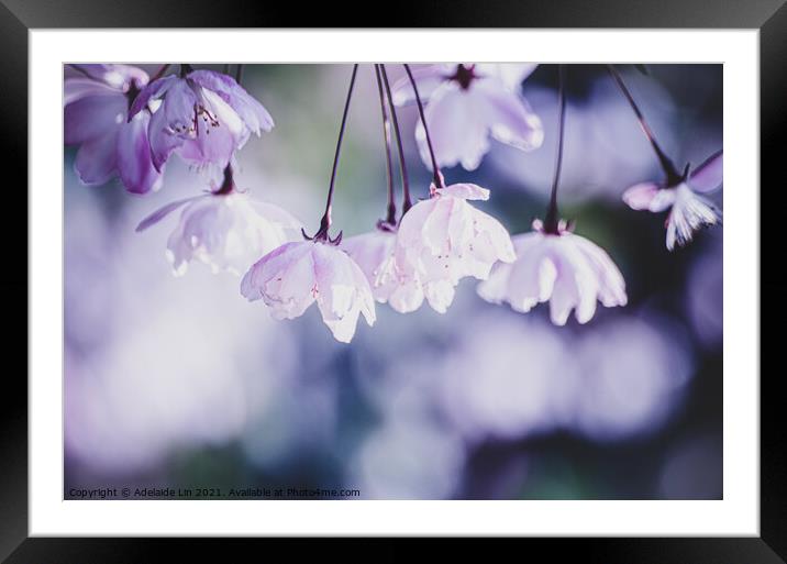 Cherry blossom fantasy Framed Mounted Print by Adelaide Lin