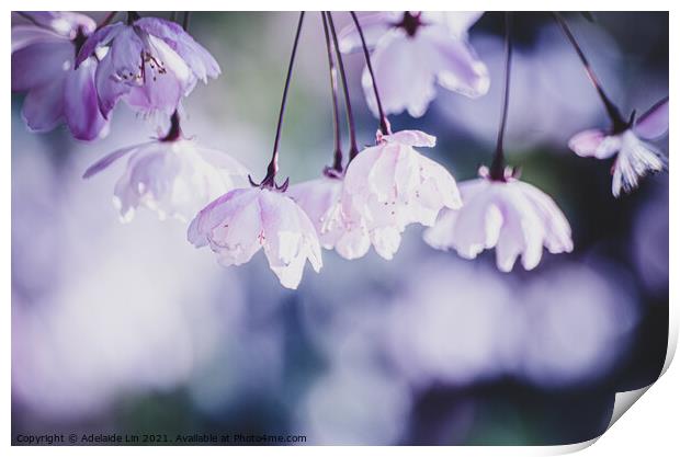 Cherry blossom fantasy Print by Adelaide Lin