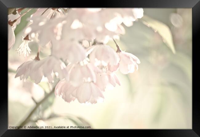 Sakura blossom Framed Print by Adelaide Lin