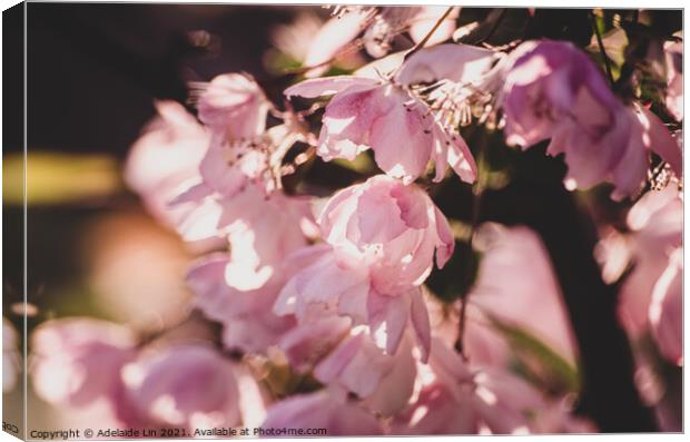 Cherry blossom Canvas Print by Adelaide Lin