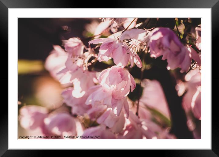 Cherry blossom Framed Mounted Print by Adelaide Lin