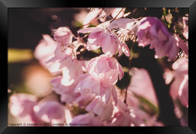 Cherry blossom Framed Print by Adelaide Lin