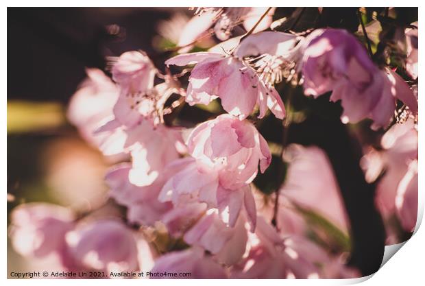 Cherry blossom Print by Adelaide Lin
