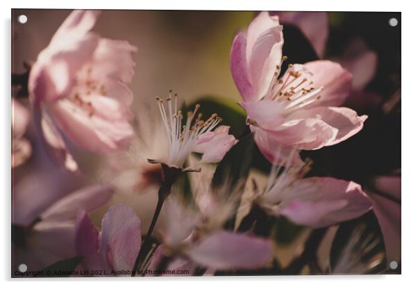Closeup of fading sakura Acrylic by Adelaide Lin
