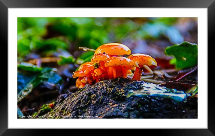 Golden Waxcap  Framed Mounted Print by GJS Photography Artist