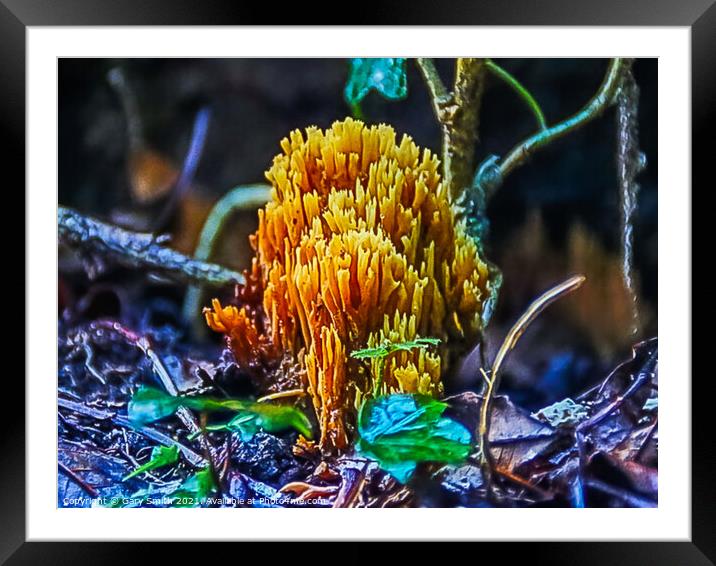 Coral Fungi Framed Mounted Print by GJS Photography Artist