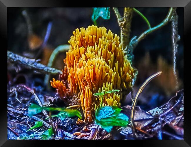 Coral Fungi Framed Print by GJS Photography Artist