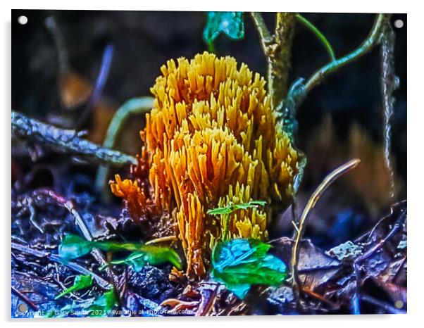 Coral Fungi Acrylic by GJS Photography Artist