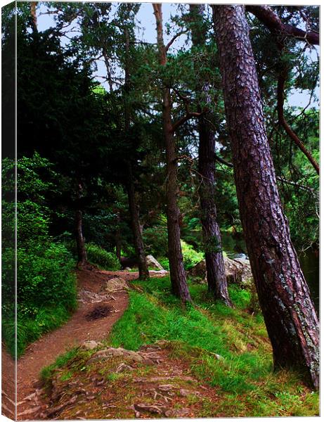 Tree-lined path, river Tweed, Scottish Borders Canvas Print by Linda More