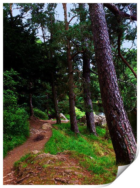 Tree-lined path, river Tweed, Scottish Borders Print by Linda More