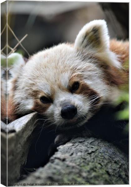Red Panda Canvas Print by Peter Wiseman