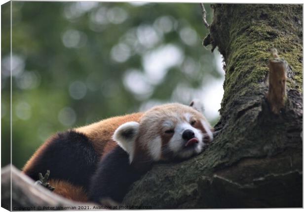 Red panda resting. Canvas Print by Peter Wiseman