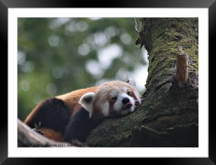 Red panda resting. Framed Mounted Print by Peter Wiseman