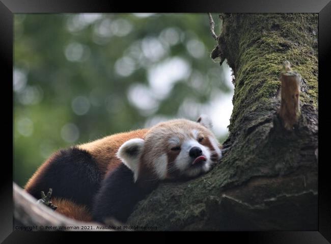 Red panda resting. Framed Print by Peter Wiseman