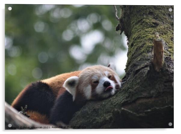 Red panda resting. Acrylic by Peter Wiseman