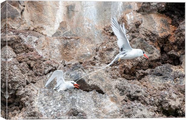 Galapagos Red Billed Tropicbirds Canvas Print by Steve de Roeck