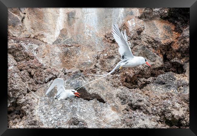 Galapagos Red Billed Tropicbirds Framed Print by Steve de Roeck