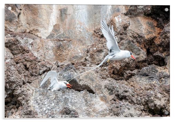 Galapagos Red Billed Tropicbirds Acrylic by Steve de Roeck