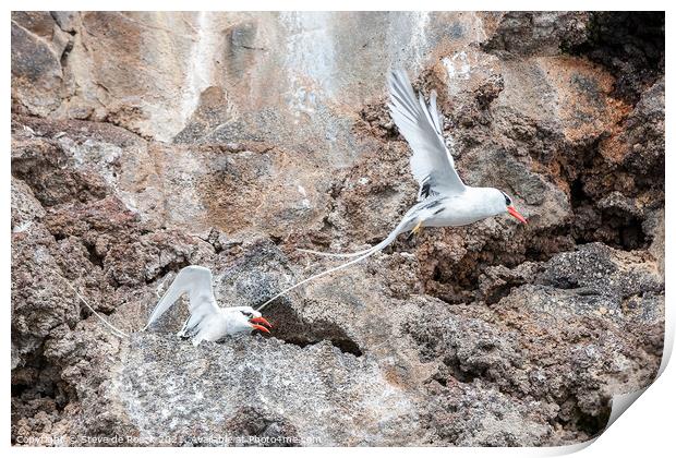 Galapagos Red Billed Tropicbirds Print by Steve de Roeck