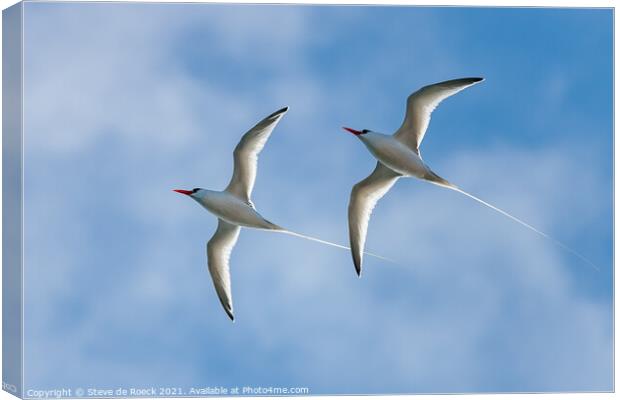 Pair Of long-tailed tropic birds fly close by. Canvas Print by Steve de Roeck