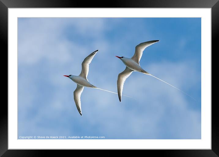 Pair Of long-tailed tropic birds fly close by. Framed Mounted Print by Steve de Roeck