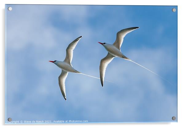 Pair Of long-tailed tropic birds fly close by. Acrylic by Steve de Roeck