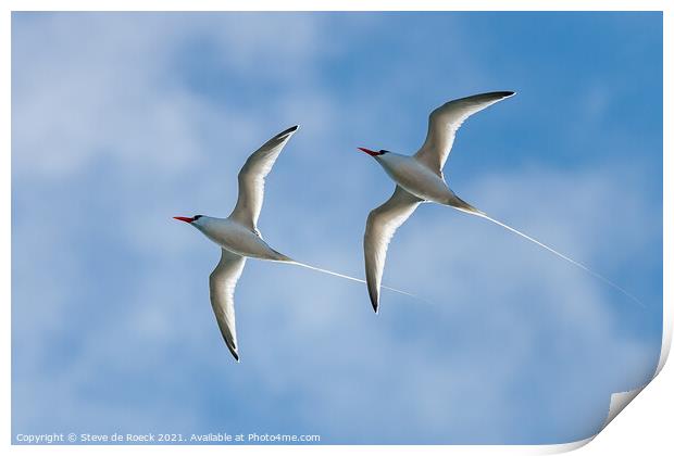 Pair Of long-tailed tropic birds fly close by. Print by Steve de Roeck