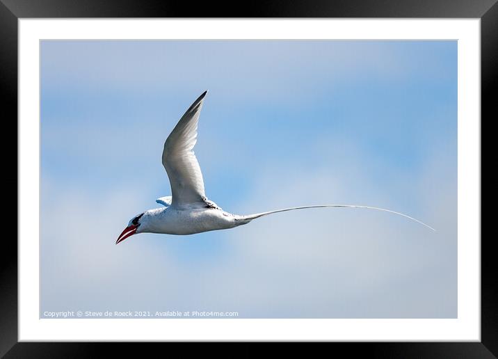 Long Tailed Tropicbird shows his handsome tail against a blue, cloudy sky. Framed Mounted Print by Steve de Roeck