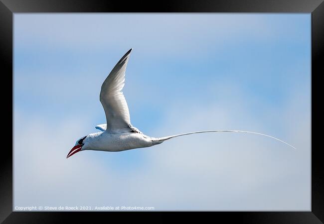 Long Tailed Tropicbird shows his handsome tail against a blue, cloudy sky. Framed Print by Steve de Roeck