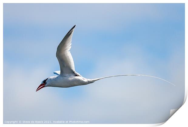 Long Tailed Tropicbird shows his handsome tail against a blue, cloudy sky. Print by Steve de Roeck