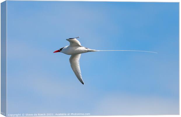 Red Billed tropicbird in a blue sky Canvas Print by Steve de Roeck