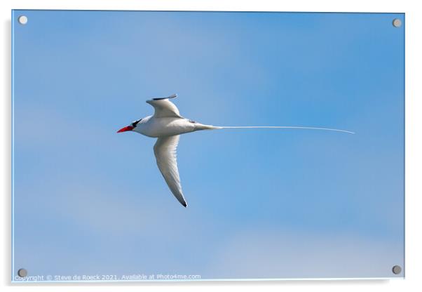 Red Billed tropicbird in a blue sky Acrylic by Steve de Roeck