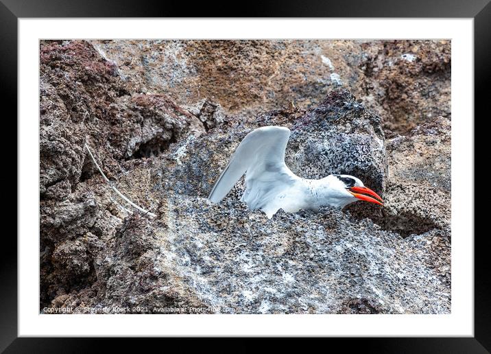 Red Billed Tropicbird about to take off. Framed Mounted Print by Steve de Roeck