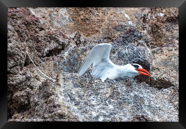Red Billed Tropicbird about to take off. Framed Print by Steve de Roeck