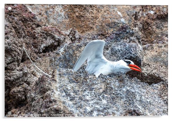 Red Billed Tropicbird about to take off. Acrylic by Steve de Roeck