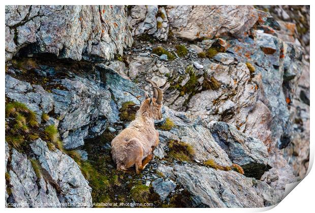 Alpine Ibex Print by Graham Prentice