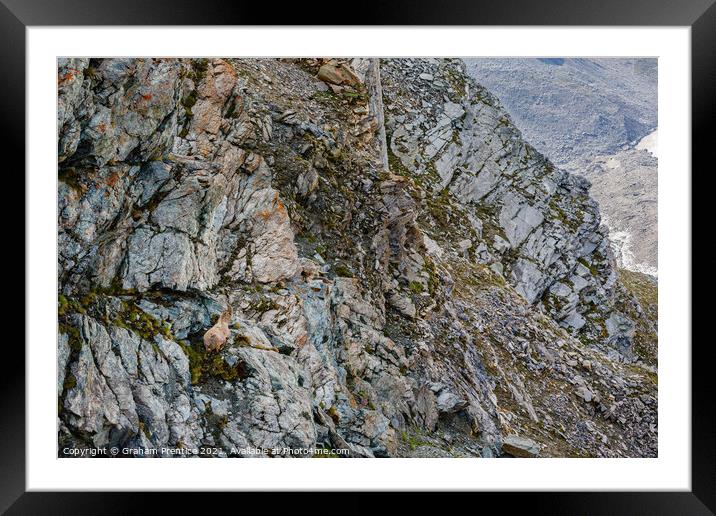 Alpine Ibex, Switzerland Framed Mounted Print by Graham Prentice