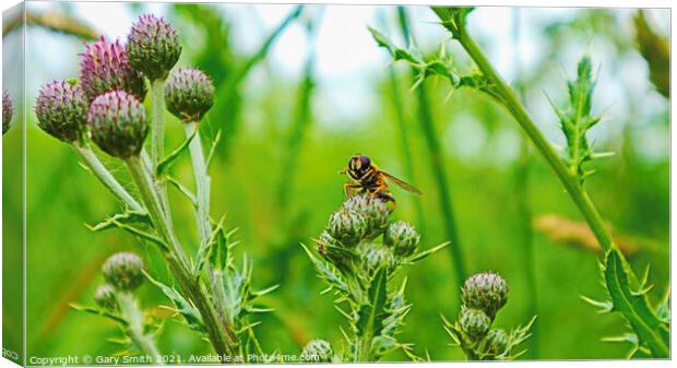Hoverfly on Thistle Canvas Print by GJS Photography Artist