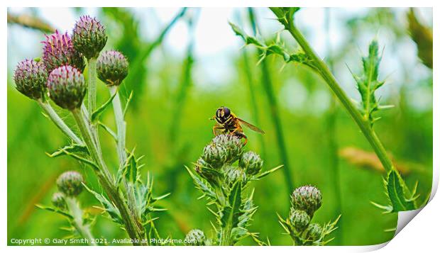 Hoverfly on Thistle Print by GJS Photography Artist